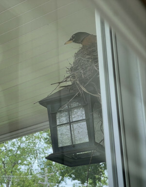 Robin in her nest 