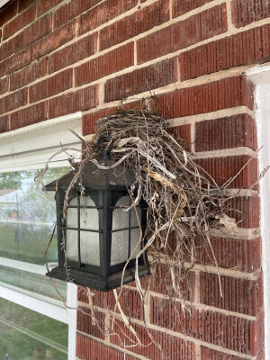 The robin nest on our back light on 5/1/2023
