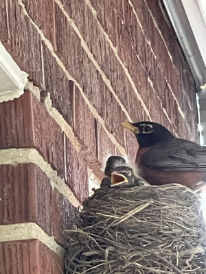 Robin and babies in nest 