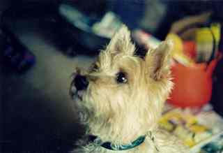 Penny, a light-colored Cairn Terrier, looking alert at something out of frame