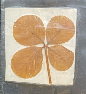 Laminated four-leaf clover